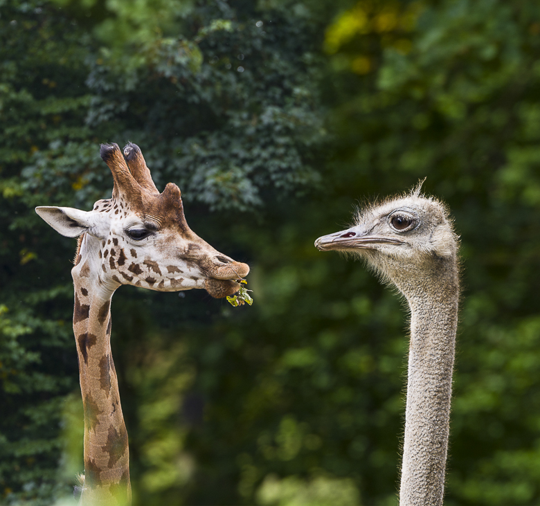 Giraffe und Strauß